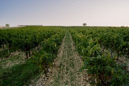 Les vignes de la Maison Labastide 