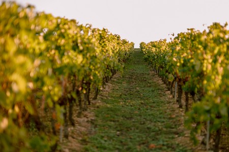 La culture de nos vignes de Gaillac - Maison Labastide 