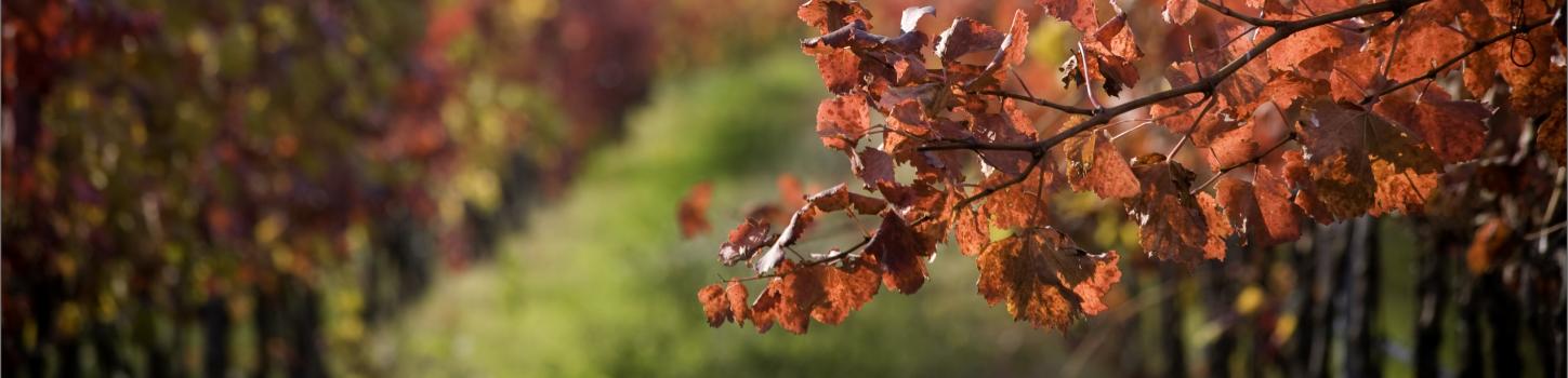 vignes_primeur