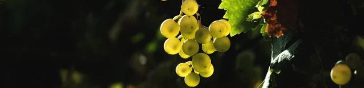 Raisin blanc fond sombre