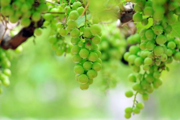 grappes