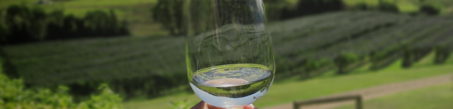 verre de vin blanc devant les vignes