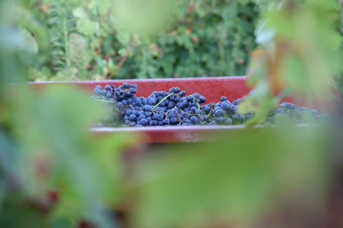 Vins souples et généreux - Maison Labastide - Vins de Gaillac 