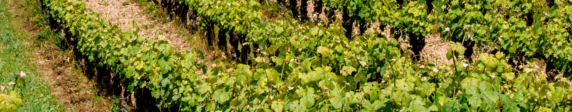 Les comté tolosan - vins de gaillac - Maison Labastide 
